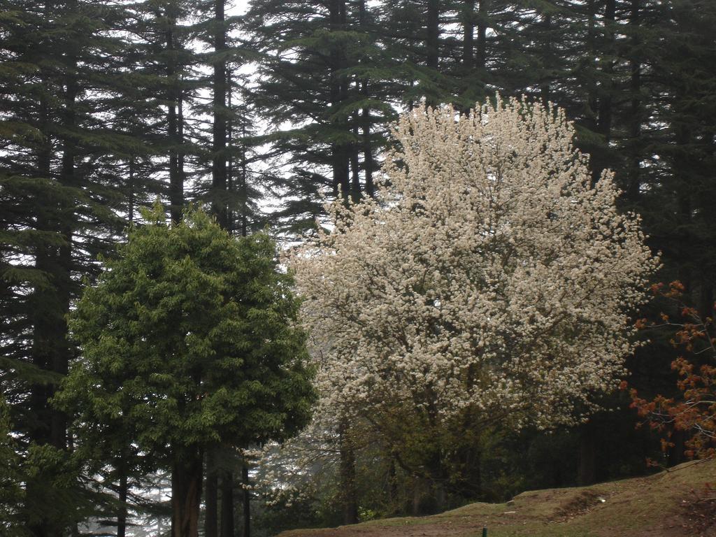 Honeymoon Inn Mussoorie Buitenkant foto